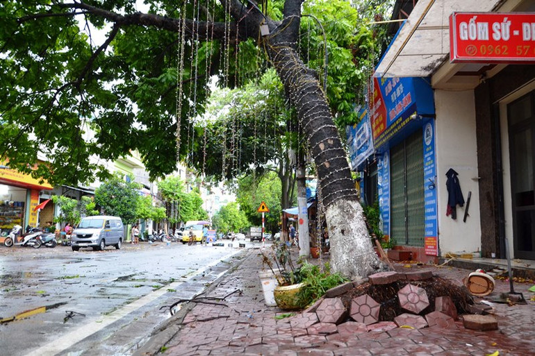Một cây lớn bị bật gốc, nguy cơ sắp đổ, gây nguy hiểm cho giao thông trên đường Minh Khai, thành phố Lào Cai.