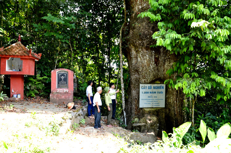 Lực lượng Kiểm lâm là nòng cốt trong quản lý và bảo vệ rừng ở các địa phương. (Ảnh: QUỐC HỒNG)