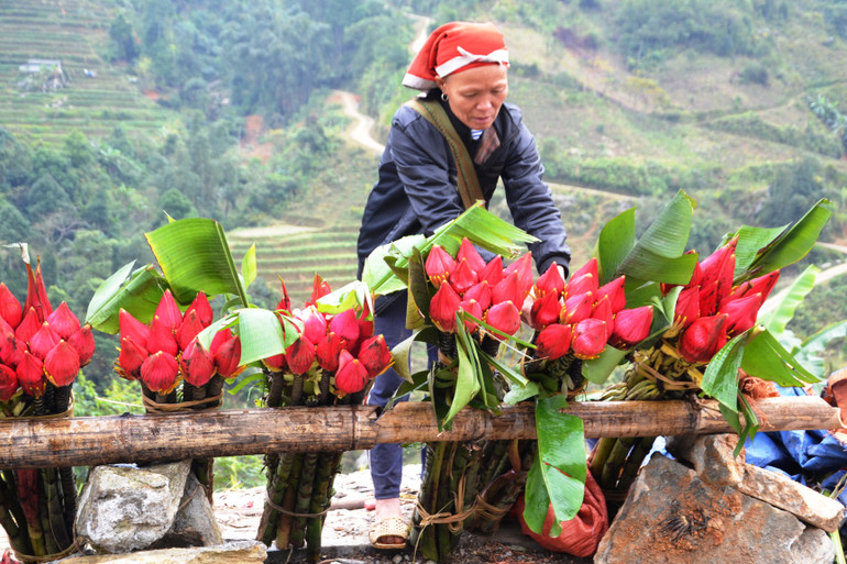 Đồng bào Dao Đỏ mang những bông hoa chuối rừng đỏ tươi xuống chợ, góp thêm sắc màu ngày Tết.