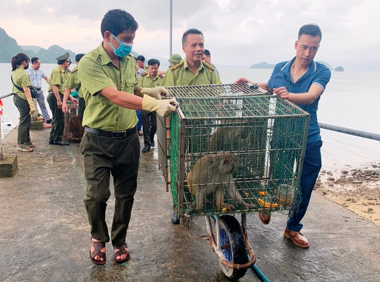 Vận chuyển các cá thể khỉ từ Sa Pa- Lào Cai về Quảng Ninh. (Ảnh: VĂN TÚ)