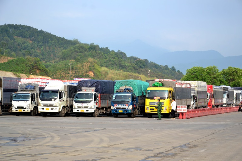 Lực lượng Biên phòng điều tiết, phân luồng xe chở quả vải tươi vào khu làm thủ tục thông quan, bảo đảm theo quy định.