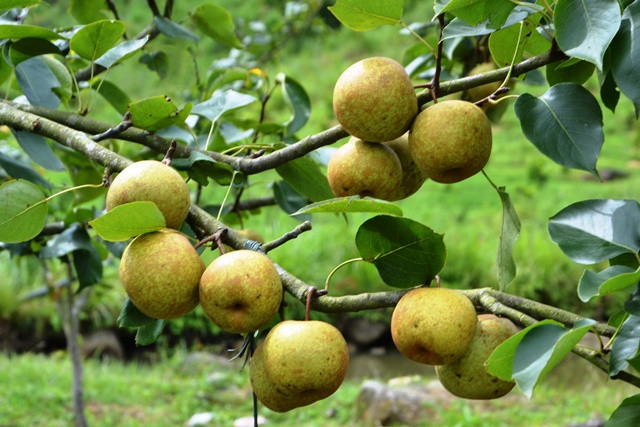 Quả lê chín mọng nước, vị ngọt mát. (Ảnh: QUỐC HỒNG)