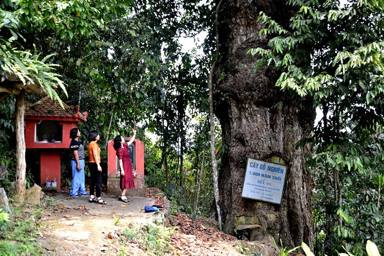 Du khách tận mắt thấy cây nghiến hơn 1.000 năm tuổi ở Cốc Ly- Bắc Hà. (Ảnh: QUỐC HỒNG) Du khách tận mắt thấy cây nghiến hơn 1.000 năm tuổi ở Cốc Ly- Bắc Hà. (Ảnh: QUỐC HỒNG)