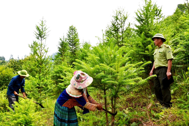 Trồng rừng thay thế nương rẫy ở huyện Bắc Hà, tỉnh Lào Cai. (Ảnh: QUỐC HỒNG)