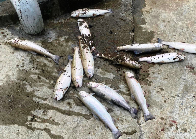 Cá hồi ở Sa Pa bị chết ngộp do nắng nóng gay gắt và thiếu nước. (Ảnh TL)