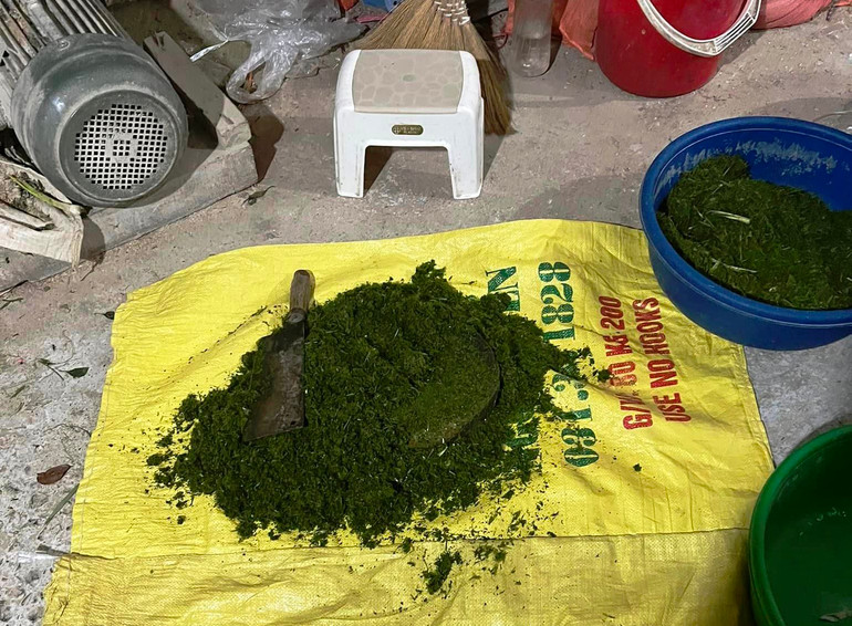 Lá dứa tươi được giã mịn để trộn vào gạo Séng Cù bản địa để tạo ra gạo Séng Cù xanh, tại chủ hộ kinh doanh ở thôn Na Đẩy, thị trấn Mường Khương. (Ảnh: ĐĂNG NĂM)