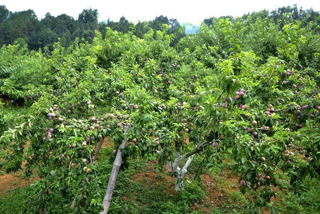 Người dân phải dùng cây chống đỡ cho cây mận Tam Hoa vào mùa quả chín. (Ảnh: QUỐC HỒNG)