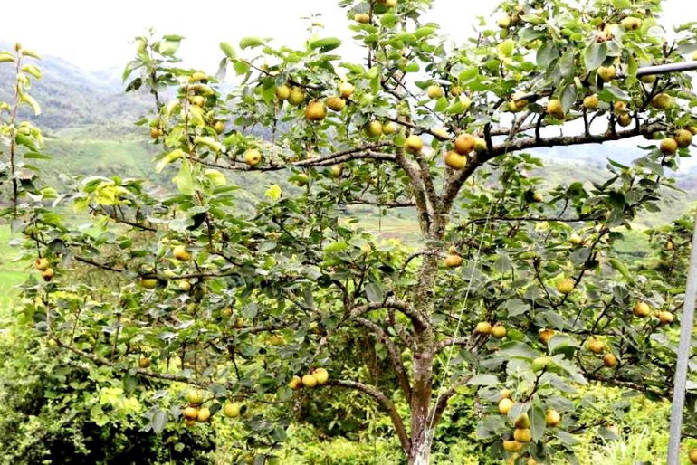 Những cây lê được chăm sóc và tạo tán để kết hợp du lịch nông nghiệp. (Ảnh: TL) Những cây lê được chăm sóc và tạo tán để kết hợp du lịch nông nghiệp. (Ảnh: TL)