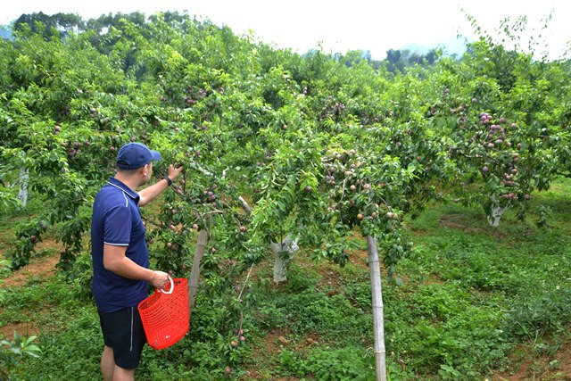Người dân vào mùa thu hái mận. (Ảnh: QUỐC HỒNG)