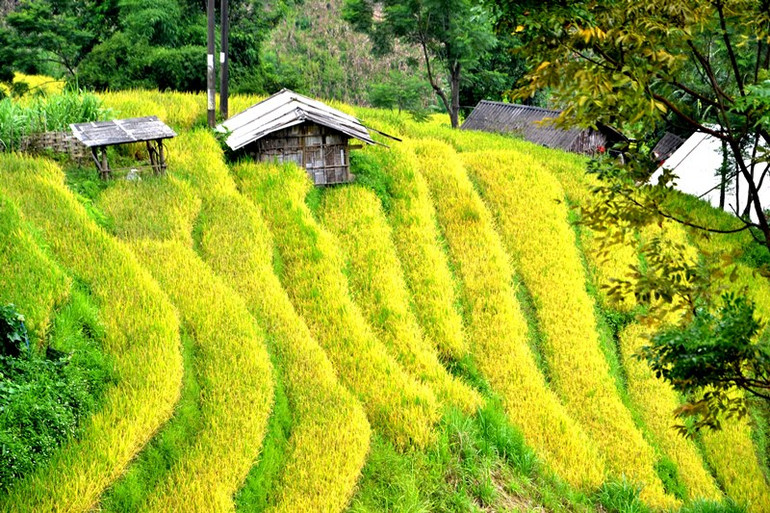 Mùa vàng no ấm. (Ảnh: QUỐC HỒNG)