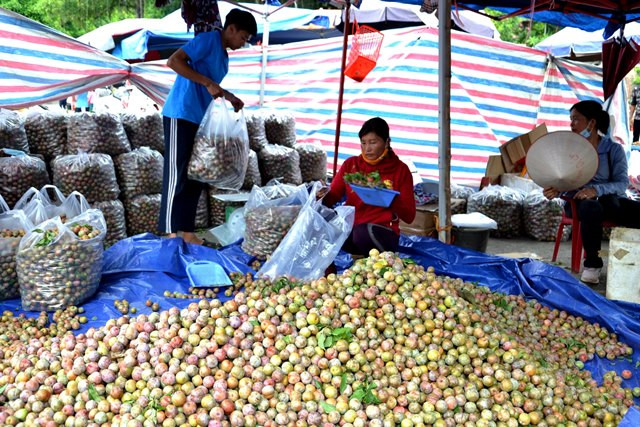 Nhiều tư thương đến Bắc Hà buôn bán mận Tam Hoa. (Ảnh: QUỐC HỒNG)