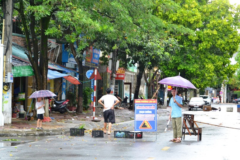 Chính quyền phường Lào Cai đặt biển báo và cắt cử người gác, bảo đảm an toàn giao thông trên tuyến phố có cây xanh nguy cơ sắp đổ.