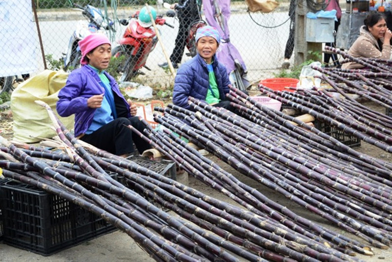 Mía tím chưng Tết là phong tục của đồng bào dân tộc thiểu số ở Lào Cai.