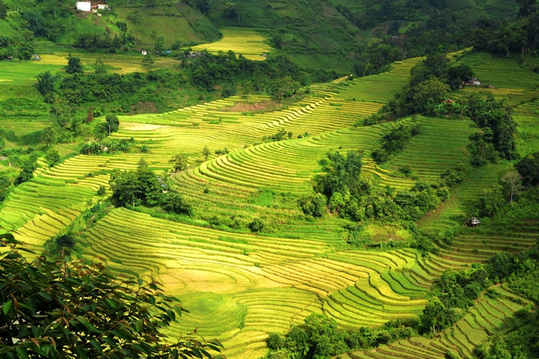 Cận cảnh ruộng bậc thang đẹp mộng mơ nhìn từ trên cao.