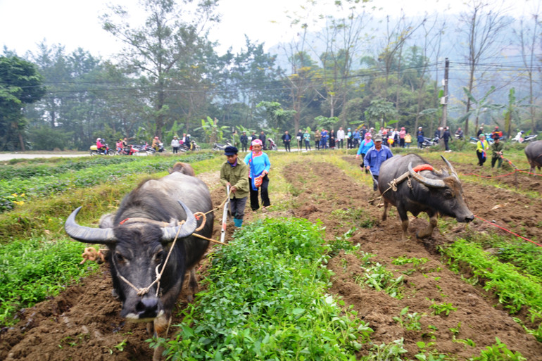 Thi cày ruộng giỏi trong Hội xuống đồng của đồng bào dân tộc Giáy, xã Quang Kim - Lào Cai. (Ảnh: QUỐC HỒNG)