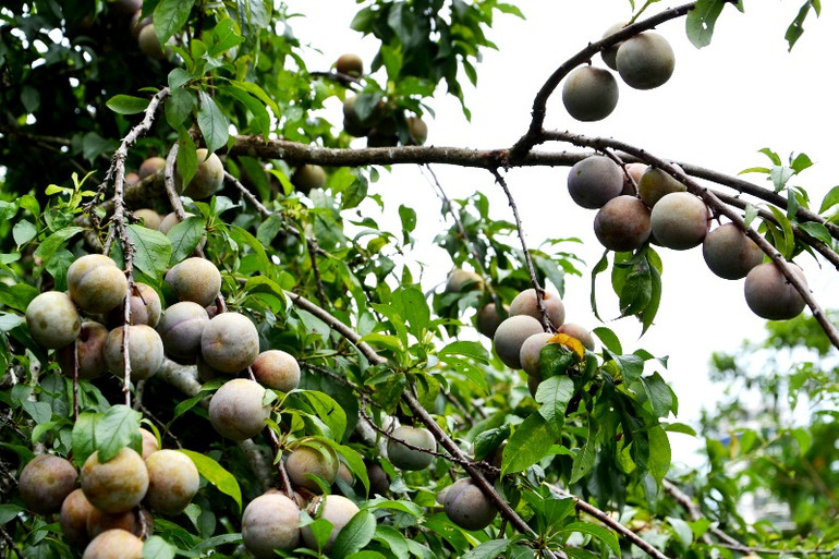 Thưởng thức mận Tam Hoa nổi tiếng trên cao nguyên trắng Bắc Hà. (Ảnh: QUỐC HỒNG) Thưởng thức mận Tam Hoa nổi tiếng trên cao nguyên trắng Bắc Hà. (Ảnh: QUỐC HỒNG)