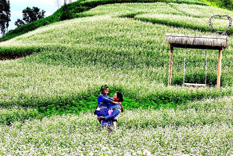 Tam giác mạch trắng nở bung mời gọi du khách kỳ nghỉ Lễ Quốc khánh 2/9. (Ảnh: ĐÌNH NAM)