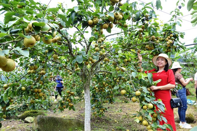 Cây lê quả sai trĩu cành. (Ảnh: QUỐC HỒNG)