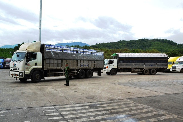 Xe ô tô chở quả vải tươi xuất khẩu tập kết trong bãi kiểm hóa ở Cửa khẩu Kim Thành-Lào Cai. (Ảnh: QUỐC HỒNG)