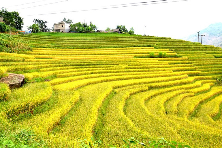 Huyện Bát Xát hiện có hơn 3.000ha ruộng bậc thang vừa bảo đảm lương thực, vừa là cảnh quan hấp dẫn, thu hút du khách trong và ngoài nước để phát triển du lịch ở địa phương. (Ảnh: QUỐC HỒNG)