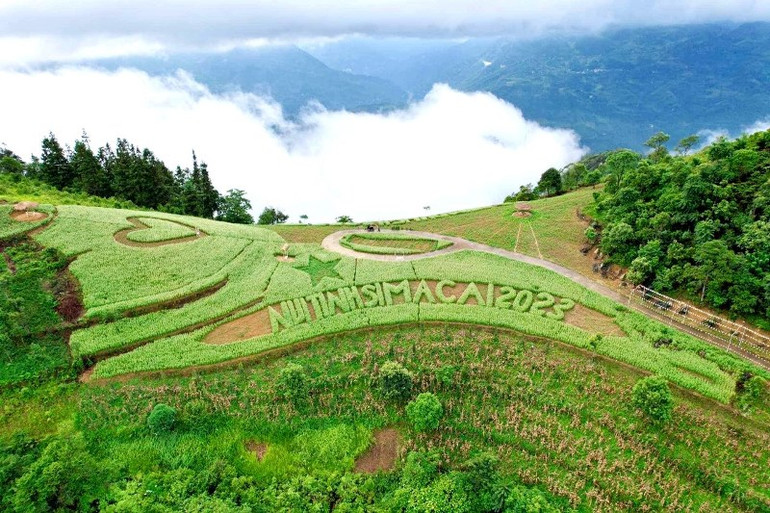 Đồi tam giác mạch trắng của gia đình anh Cư Seo Trô, ở Phố Thầu, Si Ma Cai là điểm đến ưa thích của du khách kỳ nghỉ Lễ 2/9. (Ảnh: ĐÌNH NAM)