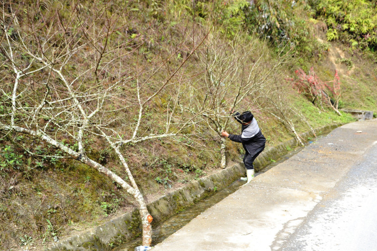 Đào được bó gốc xếp ngay ven đường. Đào được bó gốc xếp ngay ven đường.
