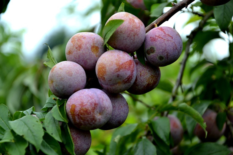 Quả mận Tam Hoa khi chín màu đỏ sậm, có lớp phấn trắng bên ngoài vỏ. (Ảnh: QUỐC HỒNG)