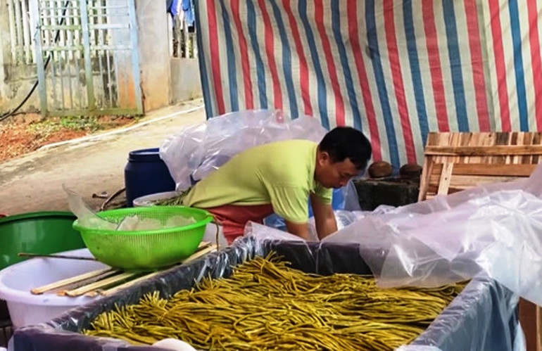 Đậu đũa ngâm muối để xuất khẩu sang Nhật Bản. (Ảnh: TL)