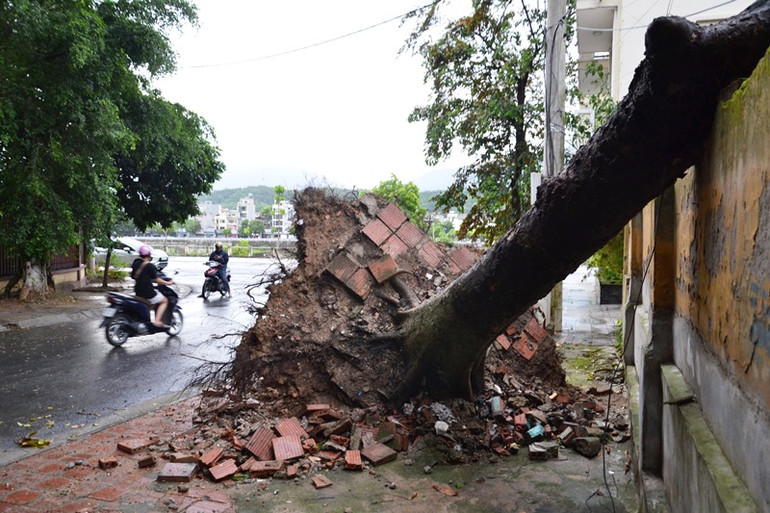 Cây xanh đường kính gốc 30-40cm bị quật đổ.