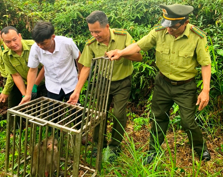 Thả 10 cá thể khỉ vào Vườn quốc gia Bái Tử Long, tỉnh Quảng Ninh. (Ảnh: VĂN TÚ)