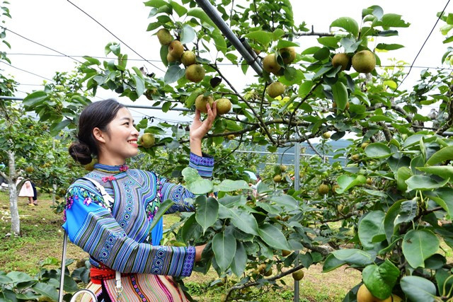 Thiếu nữ dân tộc H'Mông bên vườn lê chín. (Ảnh: QUỐC HỒNG)