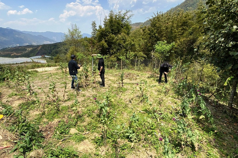 Bắt đối tượng trồng trái phép cây thuốc phiện trong vườn nhà ảnh 1