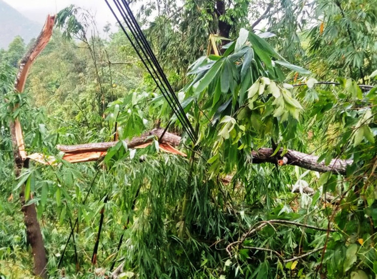 Cây cối bị gãy đổ, thiệt hại bởi lốc xoáy. (Ảnh: TRỊNH DUYÊN)