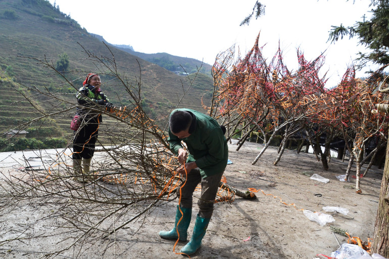 Dùng dây ni-lông quấn gọn đào rừng để vận chuyển đi xa không bị hư hỏng nụ hoa. Dùng dây ni-lông quấn gọn đào rừng để vận chuyển đi xa không bị hư hỏng nụ hoa.