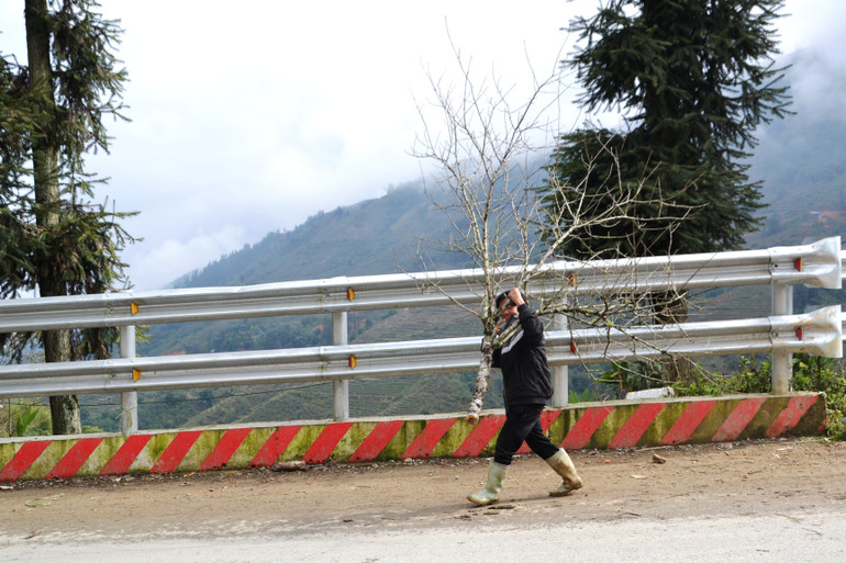 Người dân vác đào đi bộ từ bản xuống quốc lộ 4D để bán cho khách chơi Tết. Người dân vác đào đi bộ từ bản xuống quốc lộ 4D để bán cho khách chơi Tết.