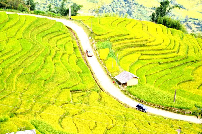 Con đường xuyên qua lớp sóng vàng ruộng bậc thang mùa lúa chín ở Ngải Thầu - Bát Xát. (Ảnh: QUỐC HỒNG)