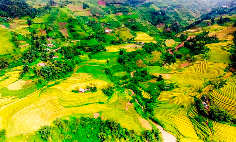 Phía dưới đường bay là thảm lúa vàng rực rỡ ruộng bậc thang của đồng bào bản địa, đẹp như tranh vẽ. (Ảnh: QUỐC HỒNG)