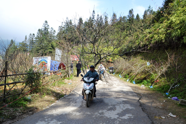 Người dân dùng xe máy chở đào xuống ven đường lớn dễ bán. Người dân dùng xe máy chở đào xuống ven đường lớn dễ bán.