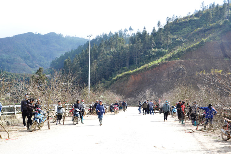 Chợ đào rừng ở Sa Pa ngày sát Tết. Chợ đào rừng ở Sa Pa ngày sát Tết.