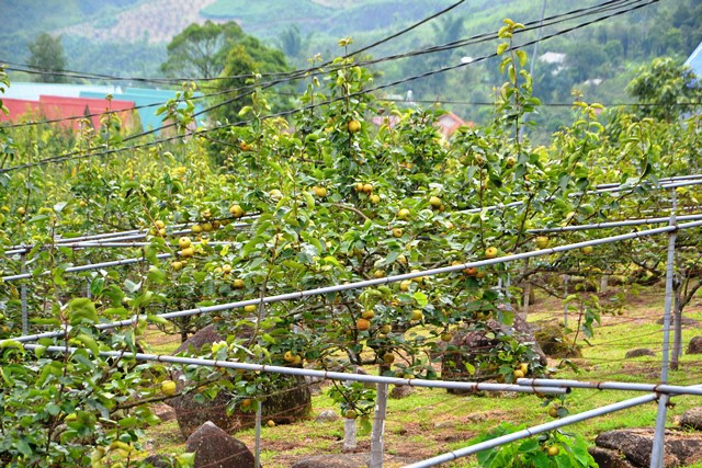 Những vườn lê Tai Nung vào mùa chín rộ. (Ảnh: QUỐC HỒNG)