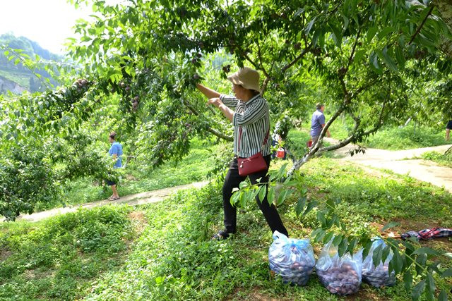 Du khách có thể mua vé vào tham quan vườn và hái mận Tam Hoa tại chỗ. (Ảnh: QUỐC HỒNG)