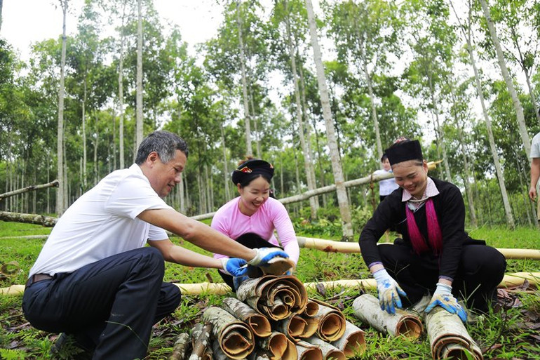 Thu hoạch quế ở Lào Cai. (Ảnh: QUỐC HỒNG)