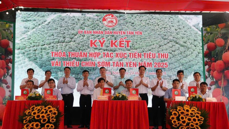 Lễ Ký kết tiêu thụ vải thiều sớm giữa các đơn vị. Lễ Ký kết tiêu thụ vải thiều sớm giữa các đơn vị.