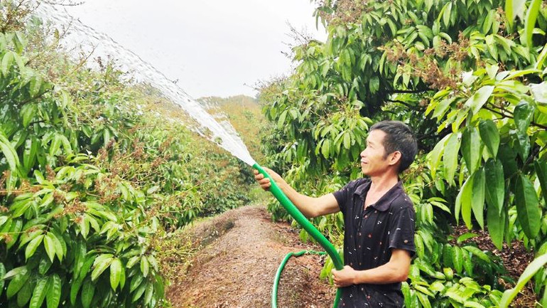 Chăm sóc vải thiều tại Bắc Giang. Chăm sóc vải thiều tại Bắc Giang.