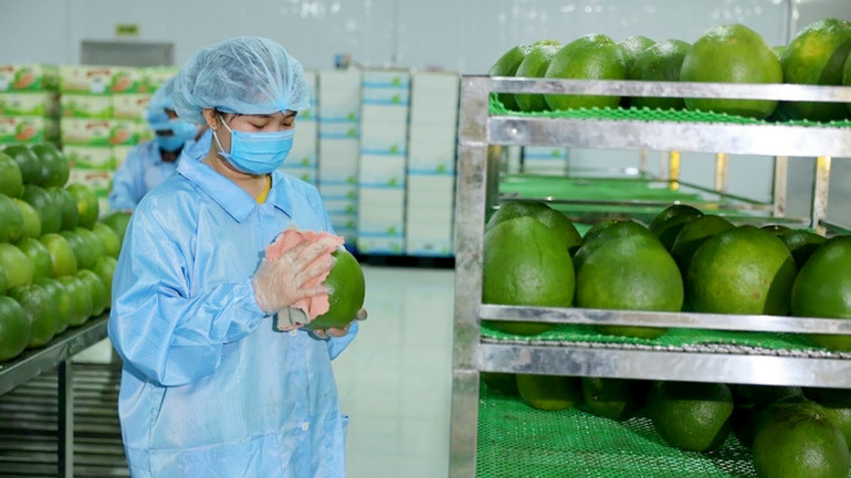 Chuẩn bị đóng gói bưởi xuất khẩu tại Công ty Vina T&T Group. (Ảnh THÙY AN)