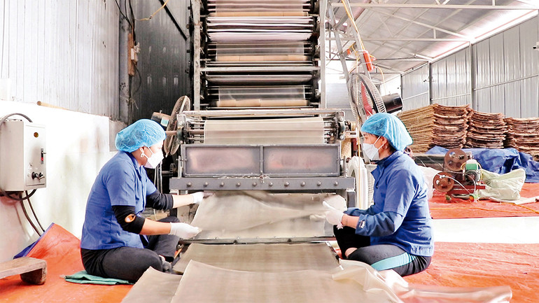 Bánh miến sau khi đã phơi đủ nắng sẽ được đưa vào máy cắt để cắt thành sợi miến.