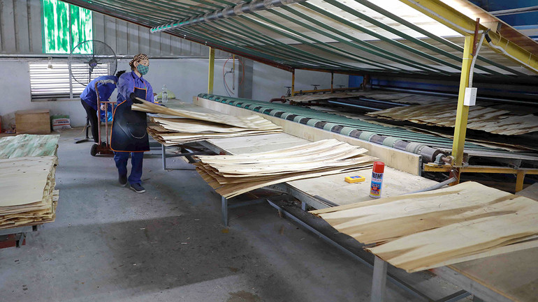 Các sản phẩm gỗ xuất khẩu vào EU phải có xuất xứ hợp pháp.