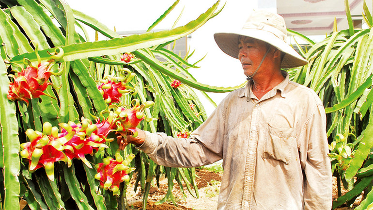 Nông dân xã Tân Phước, huyện Gò Công Ðông, tỉnh Tiền Giang chăm sóc thanh long.