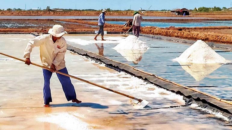 Diêm dân xã Điền Hải, huyện Đông Hải áp dụng tiến bộ khoa học kỹ thuật sản xuất muối chất lượng cao bằng phương pháp trải bạt nhựa trên sân kết tinh.