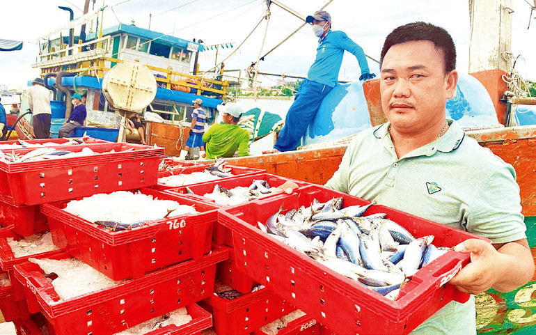 Niềm vui của một ngư dân Bảo Ninh, thành phố Ðồng Hới trúng mẻ cá nục.